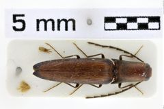 Foto (Dorsalansicht) von Megapenthes hergovitsi (Schimmel, 2004)